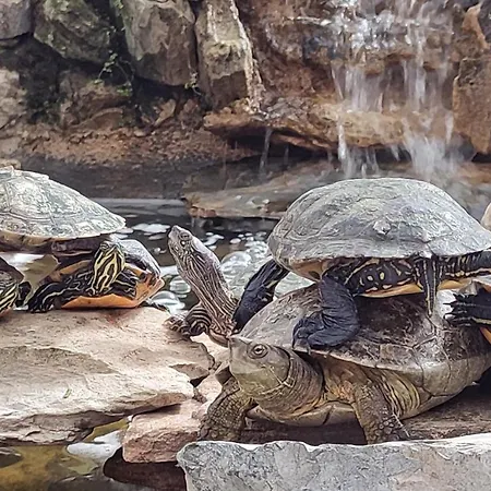 Zen - Museu Do Bonsai 아파트 신트라